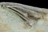 Crinoid (Decadocrinus) Fossil - Crawfordsville, Indiana #122976-3